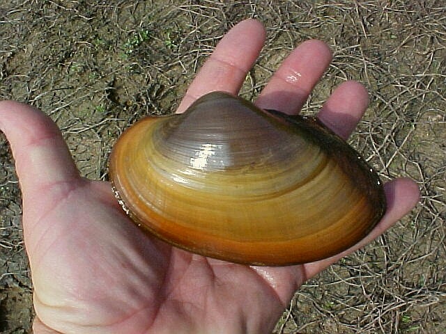 Giant Floater  (Anodonta grandis)