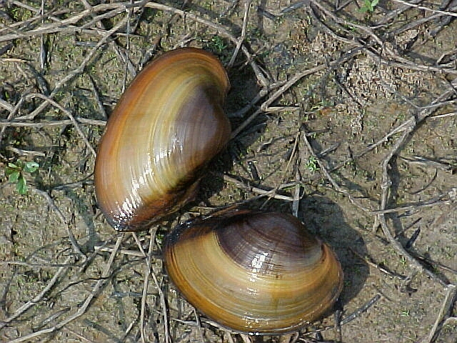 Giant Floater (top) & Flat Floater