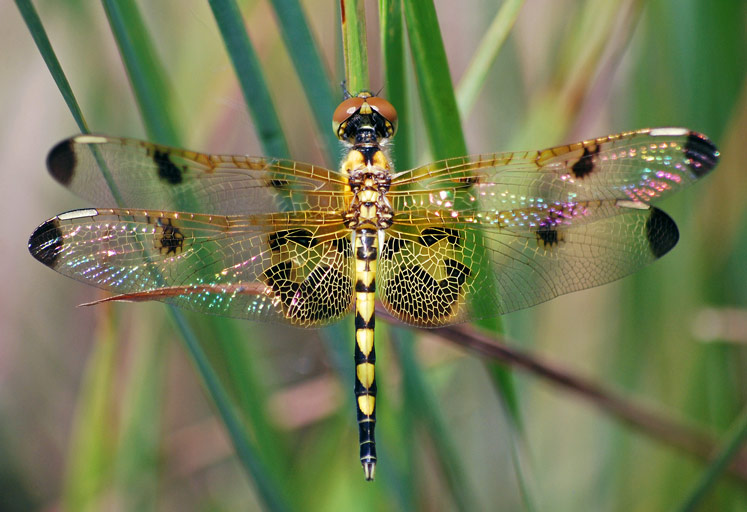 Calico Pennant