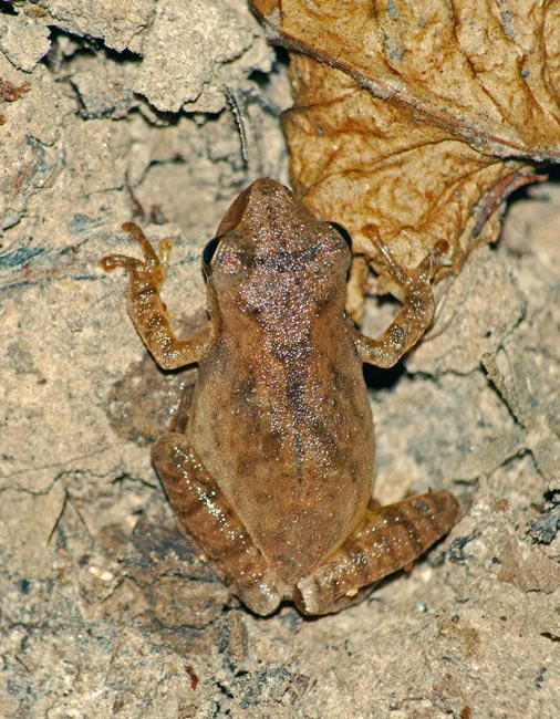Spring Peeper