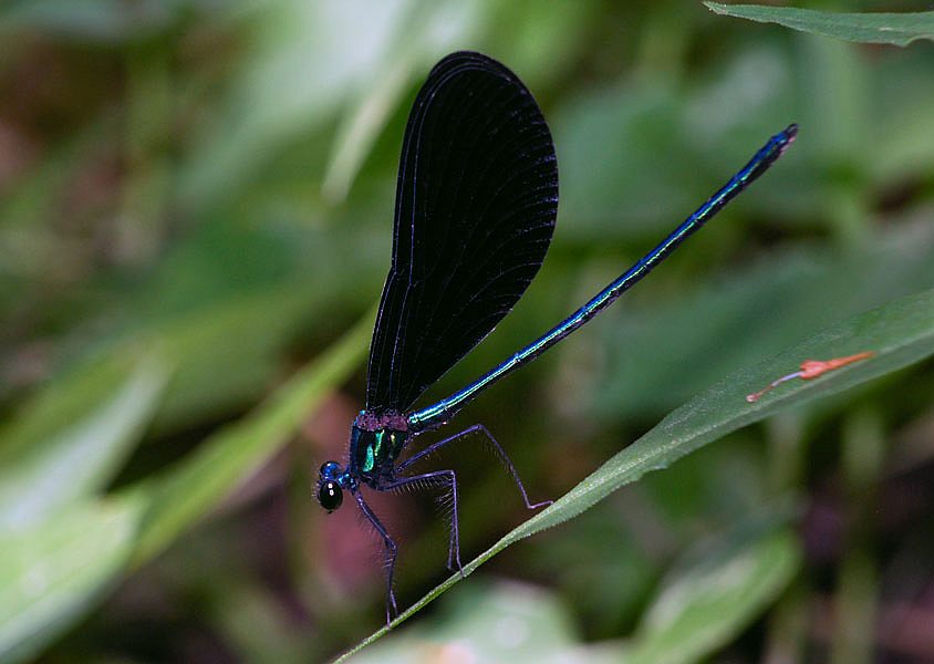 Ebony Jewelwing