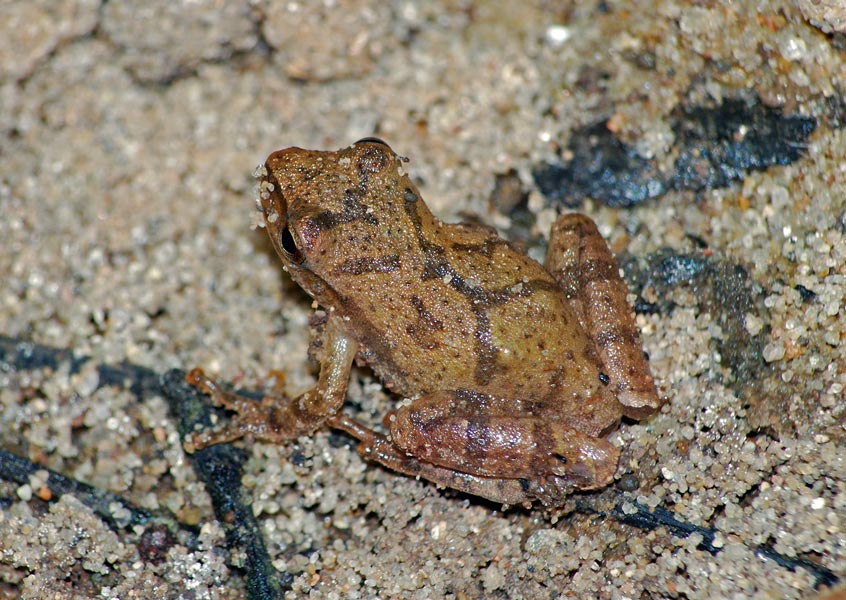 Spring Peeper