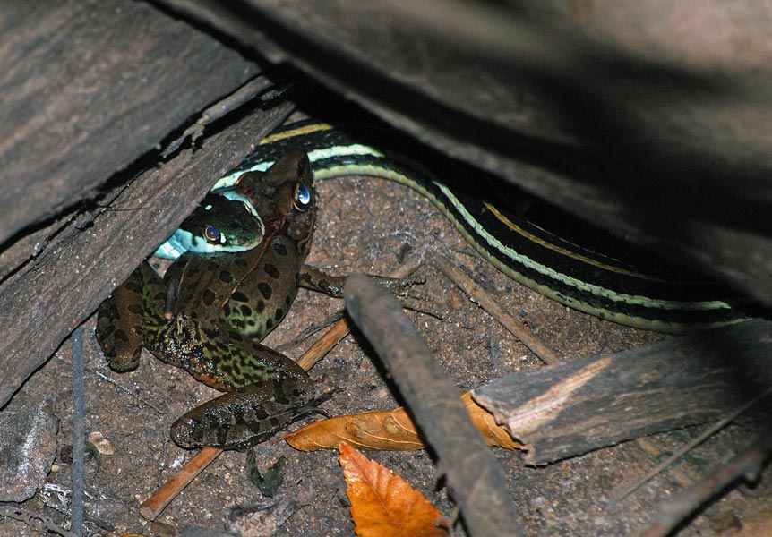 Orange-striped Ribbon Snake eating Leopard Frog