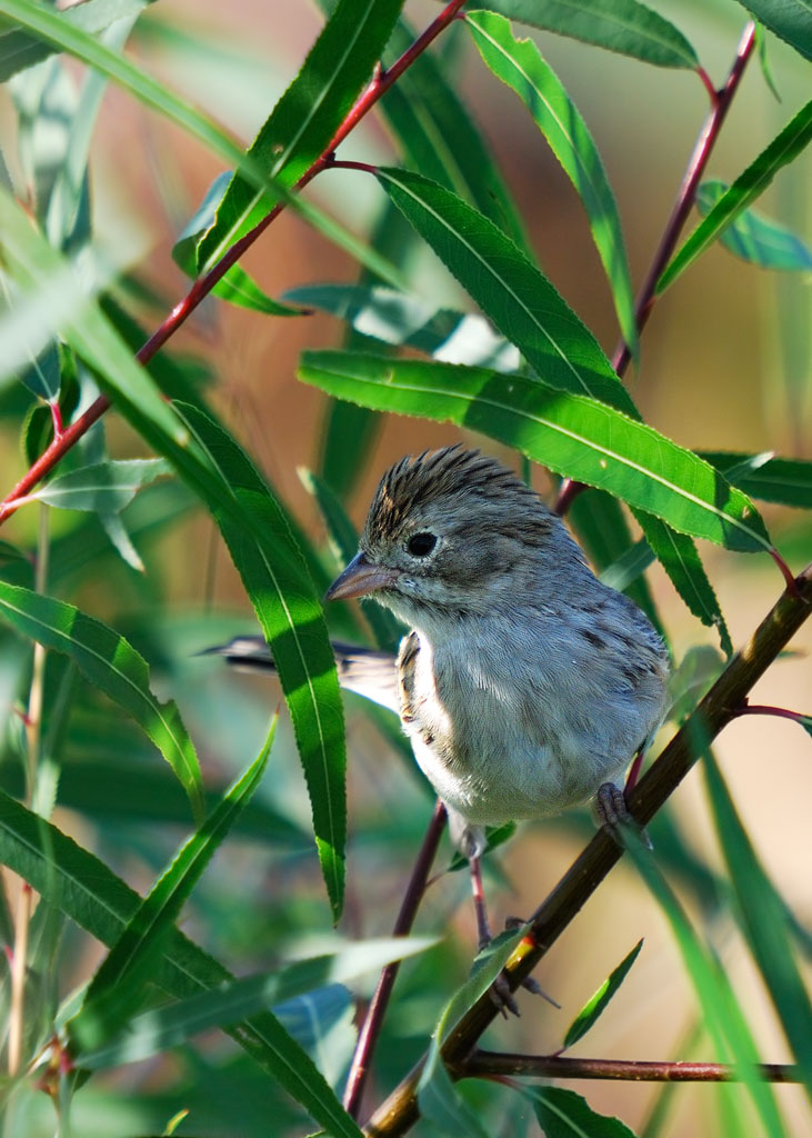 Brewers Sparrow