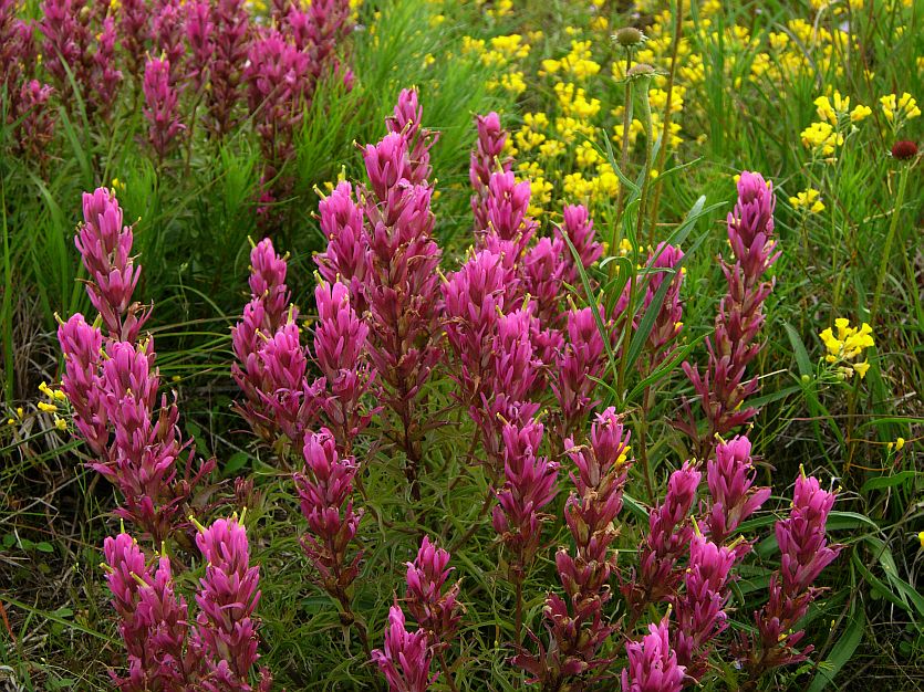 Purple Paintbrush (Castilleja purpurea)