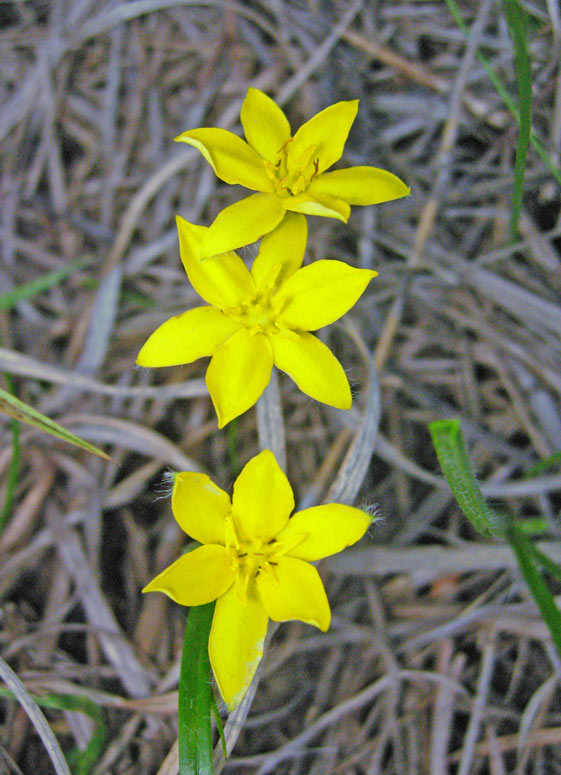 Yellow Star Grass (Hypoxis hirsuta)