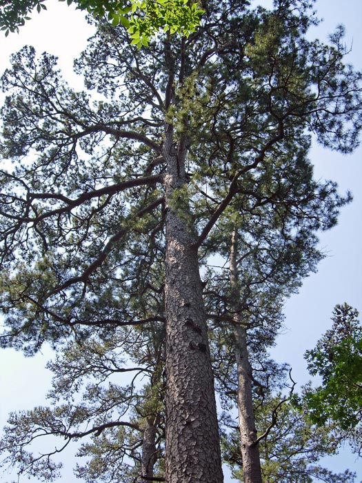 Giant Shortleaf Pine