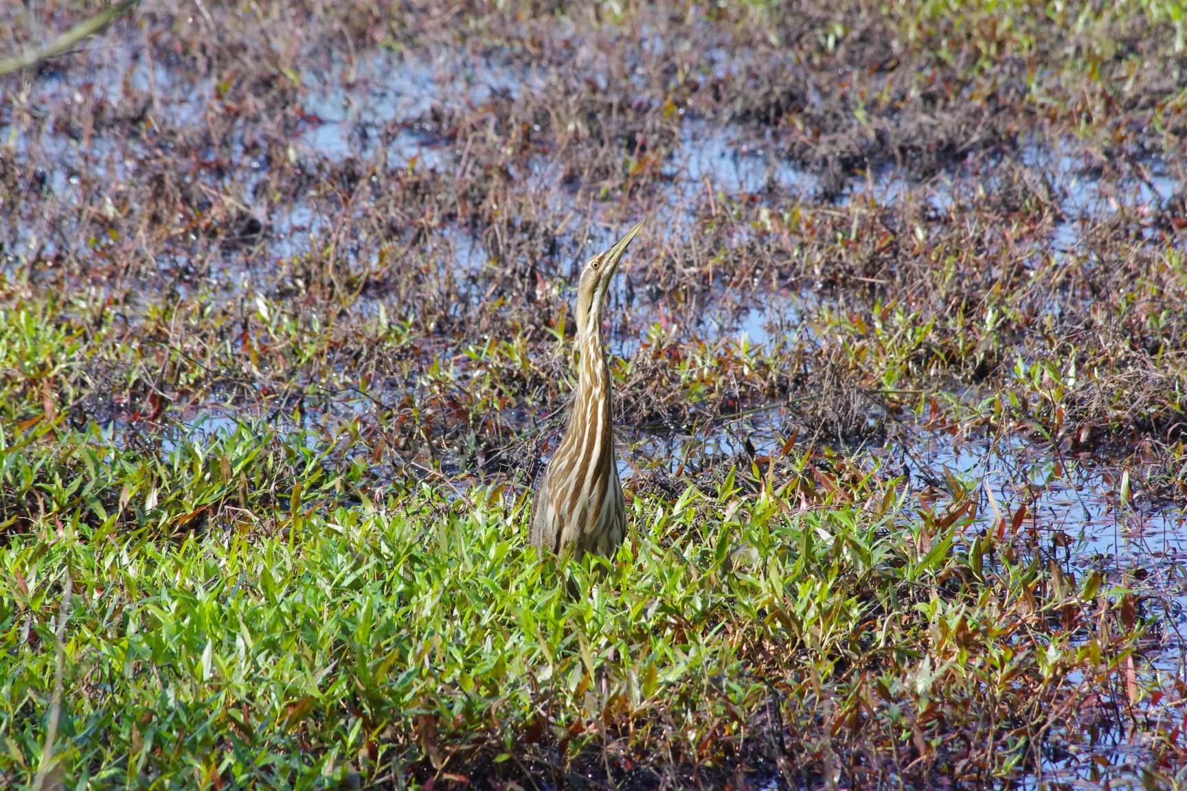 American Bittern