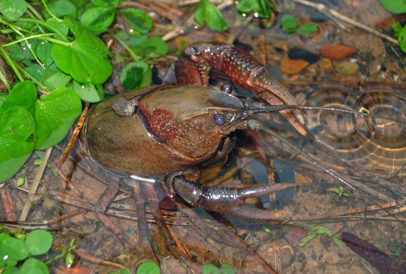 Southern Plains Crayfish (Procambarus simulans )