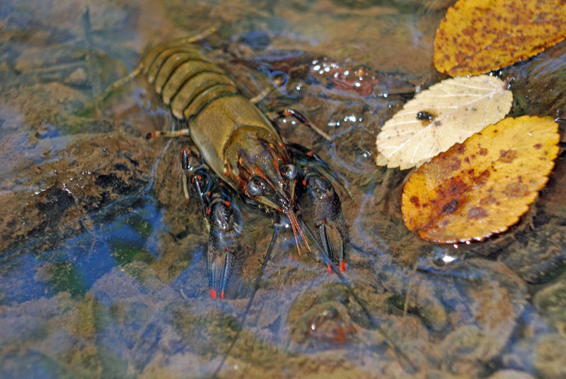 Water Nymph Crayfish (Orconectes nais)