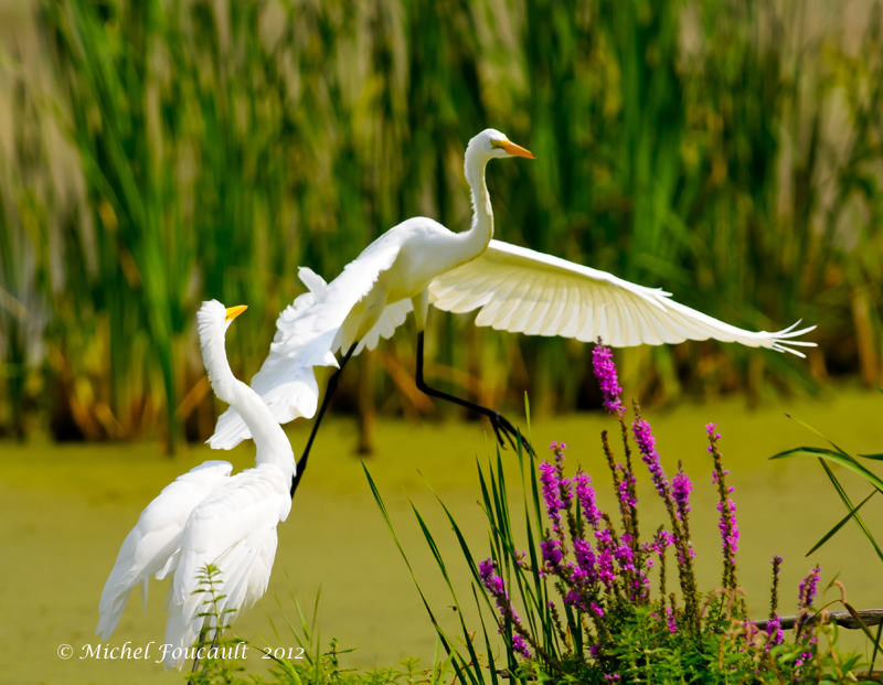 20120823_Grande Aigrette -D-300s_8441-3.jpg