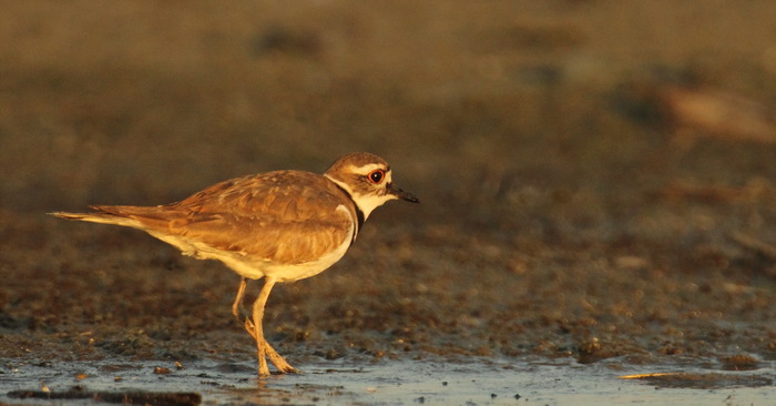 killdeer -- pluvier kildir