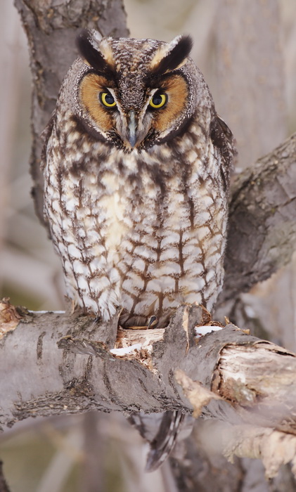 long-eared owl -- hibou moyen-duc 
