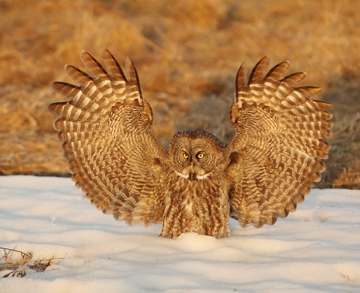great gray owl -- chouette lapone 