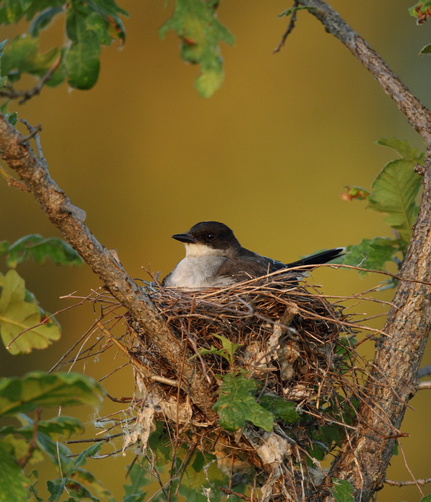 eastern kingbird -- tyran tritri