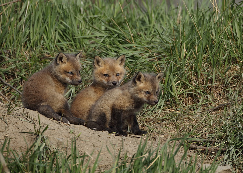 Red Fox Pup S Renard Roux Renardeau Photo Pmakuch Photos At Pbase Com Red Fox Pup S Renard Roux Renardeau Photo Pmakuch Photos At Pbase Com