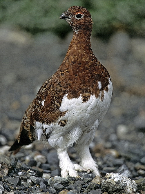 rock ptarmigan  --  lagopede alpin