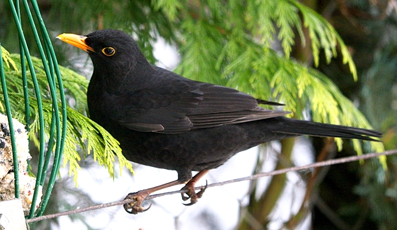 Black Bird at Feeder