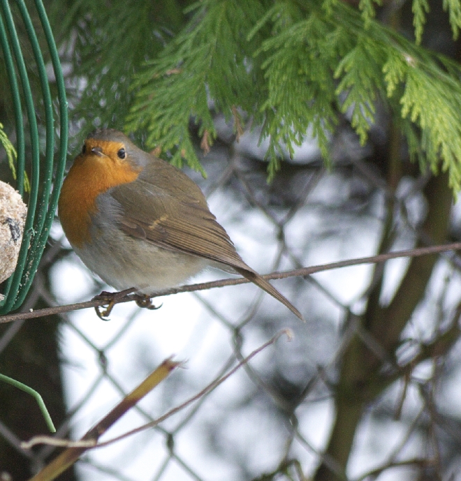 European Robin