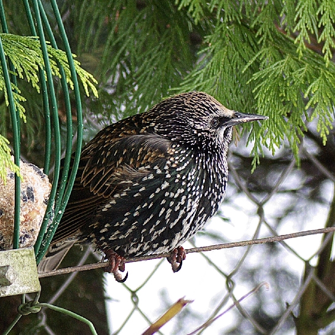 Cold Starling