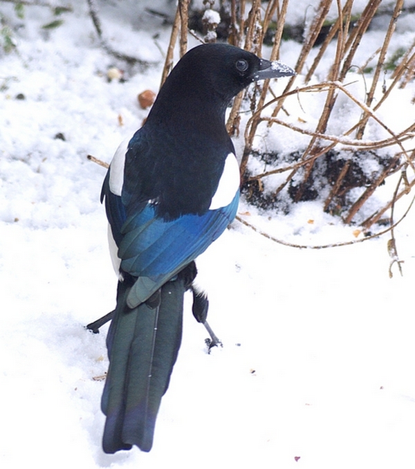 Magpie in the snow