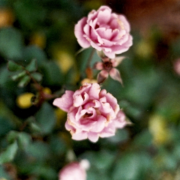 Film Roses