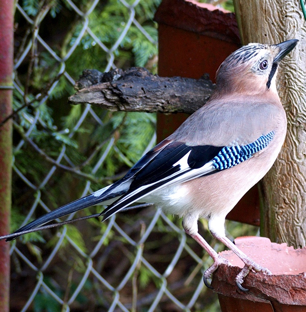 on Old Apple Tree