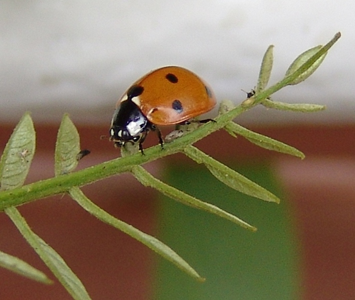 Lady Bug