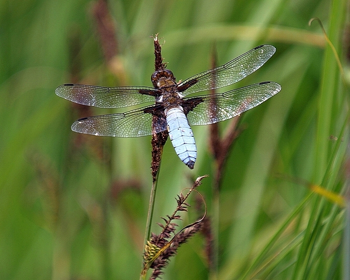 o6/80/968480/1/135963373.mD9Dihci.DragonFlypb.jpg