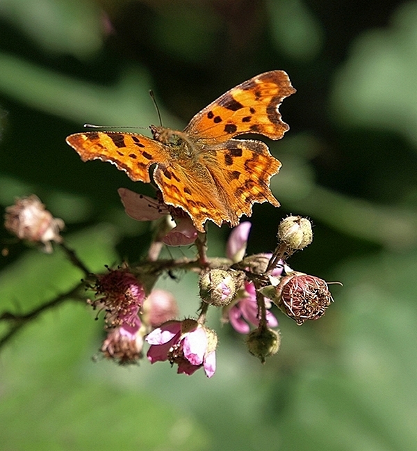 Comma