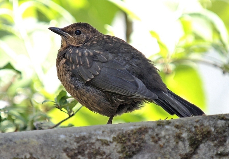 Young  Blackbird 