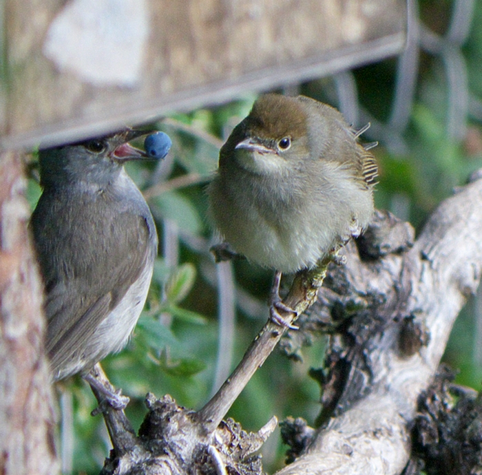 Feeding Time