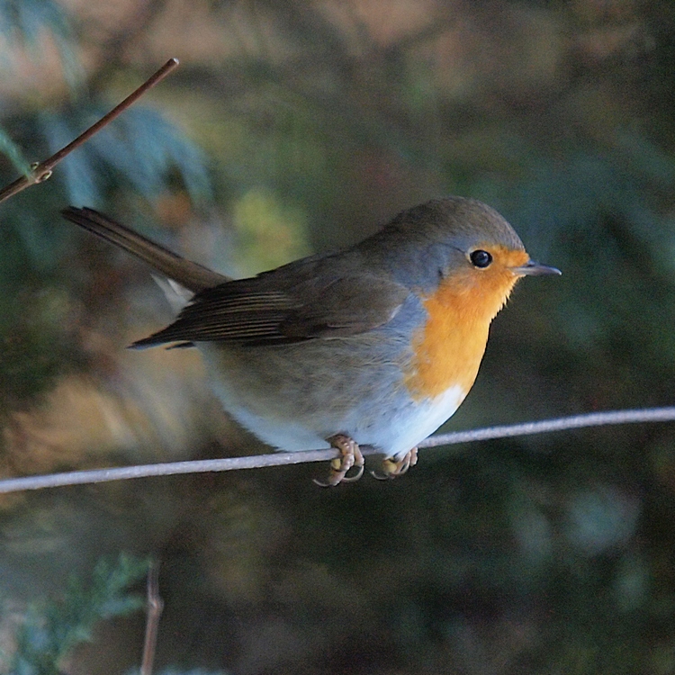 Robin on the Wire