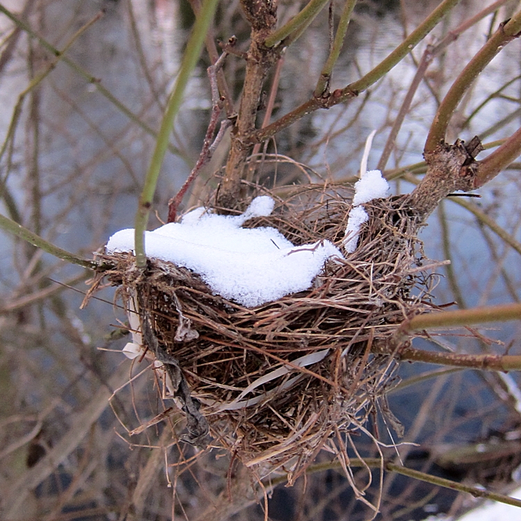 Nest Building on Hold