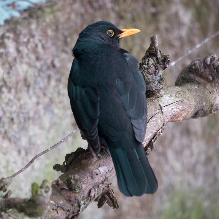 Male Black Bird