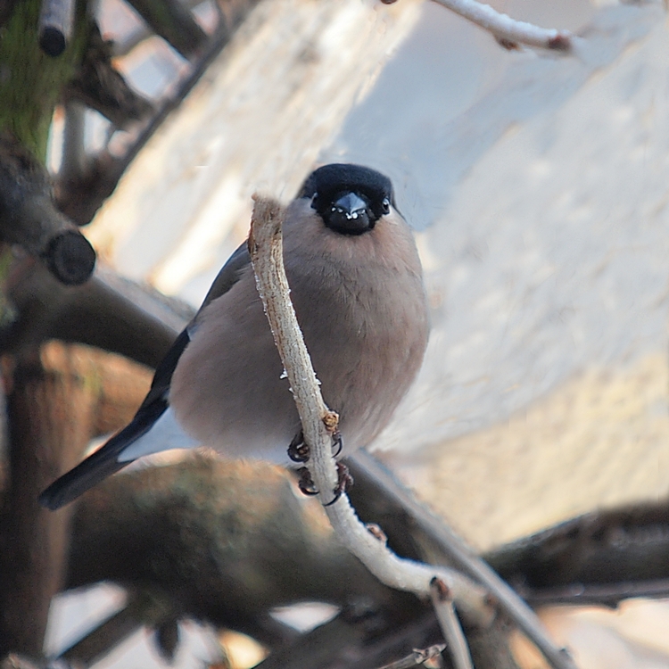 Eurasion Bullfinch (Gimpel or Dompfaff) Female