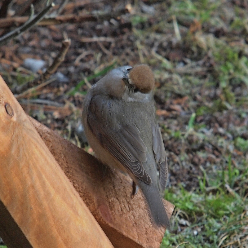  Blackcap / Moenchsgrassmuecke