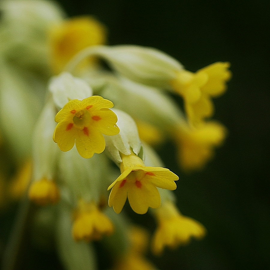 Cowslip