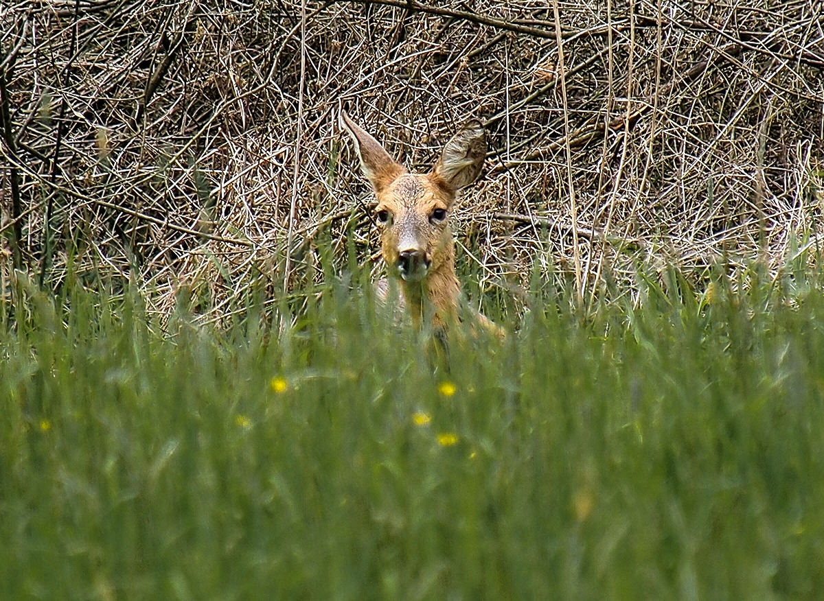 Hiding in the Grassy Meadow