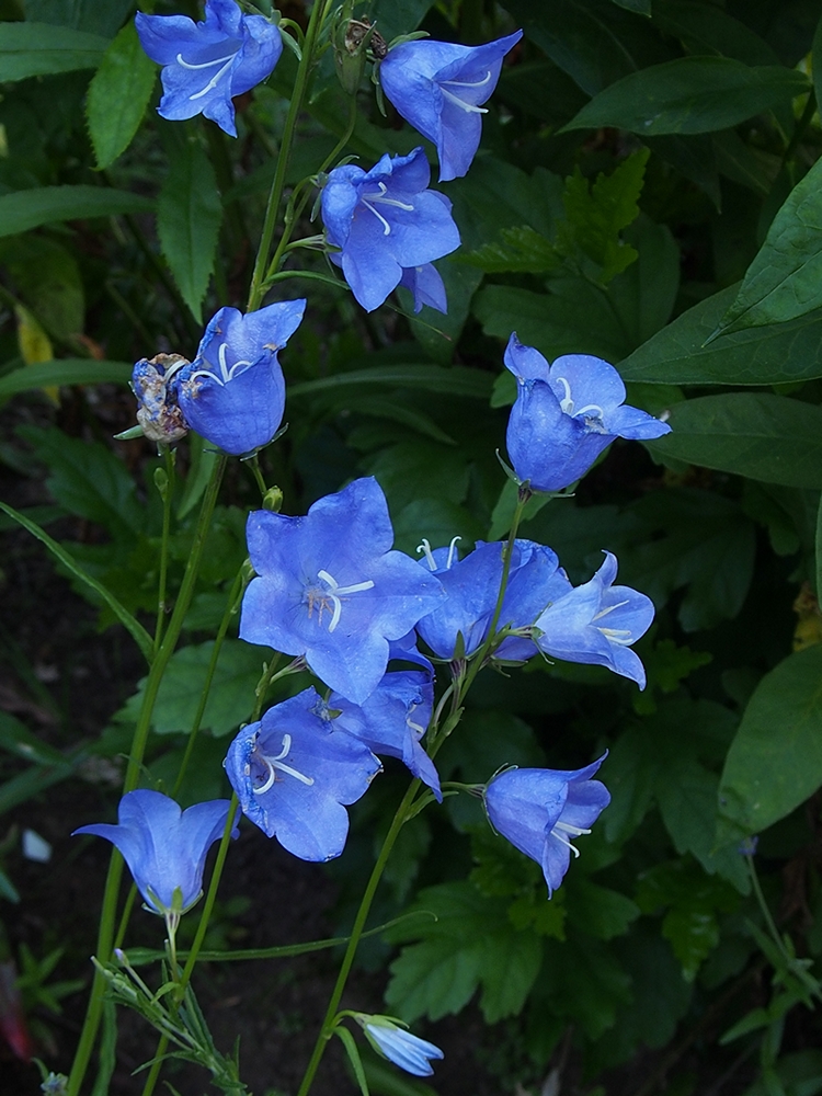 Blue Colors