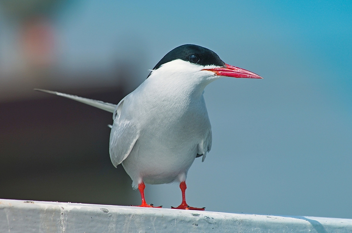 Arctic Tern