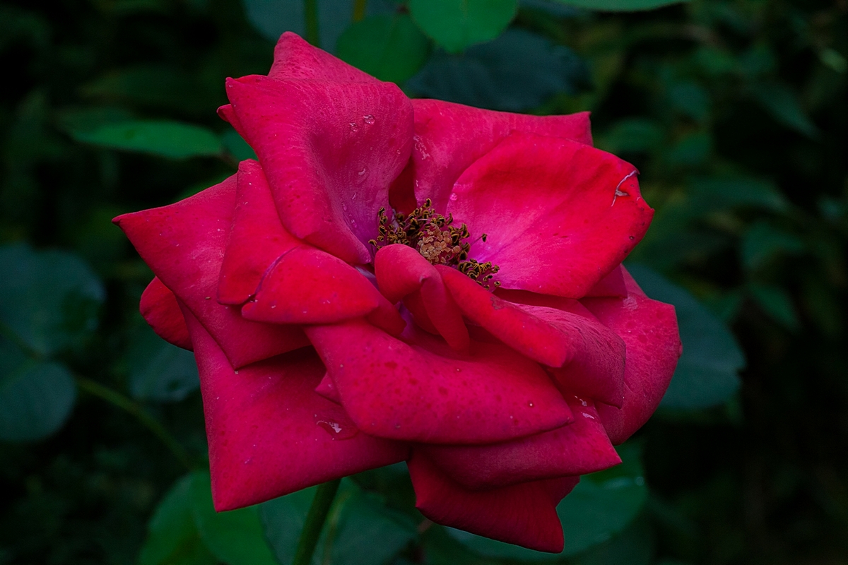 Late August Rose 