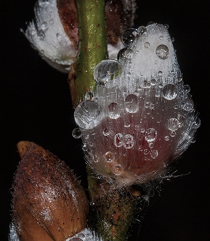 Frosty Willow Bud