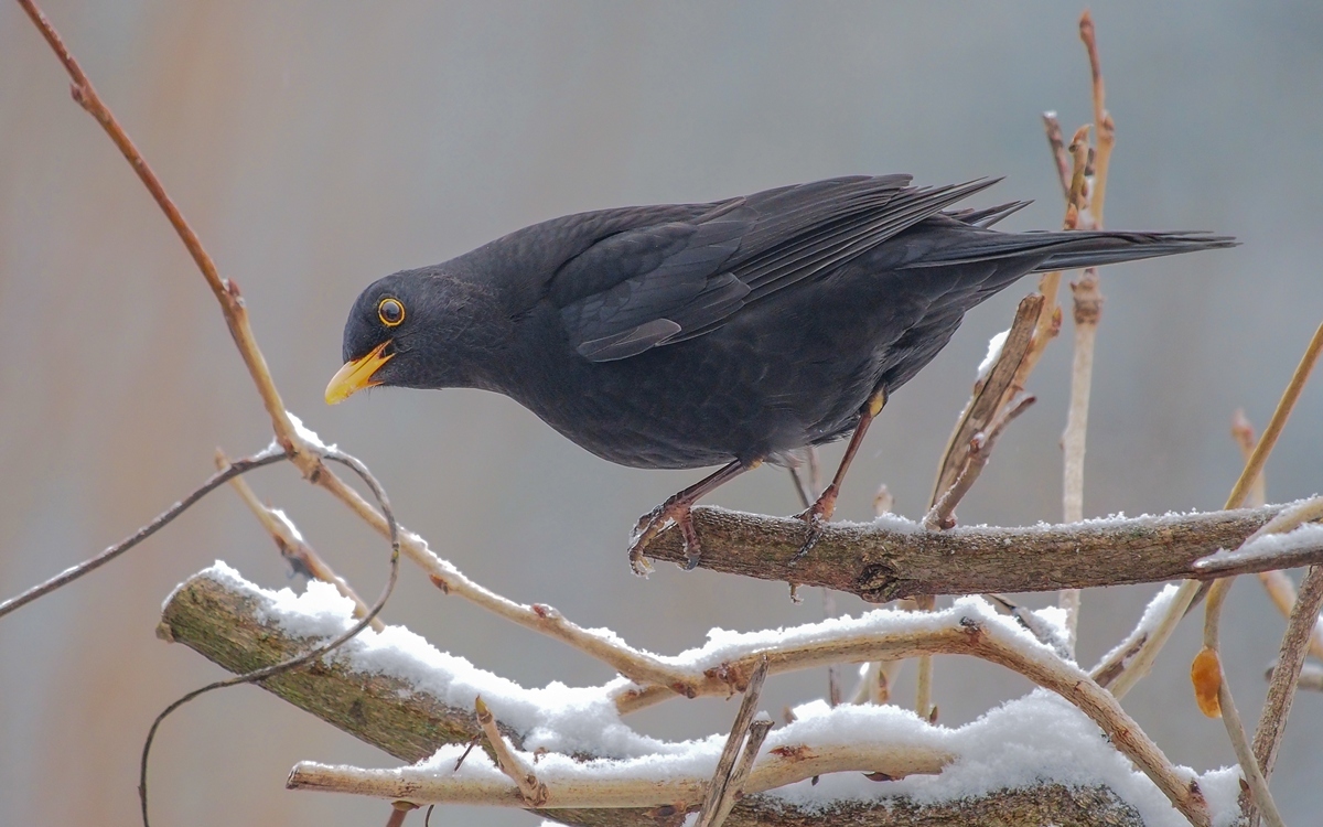 Common Blackbird/Turdus merula/Amsel 