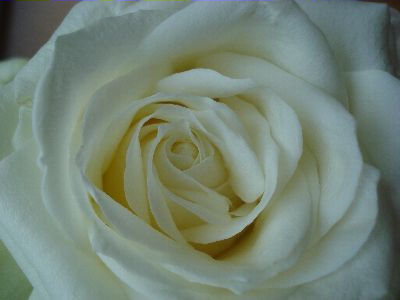 o6/80/993780/1/136483563.Q77nZJ8W.121_witte__f1575f.jpg