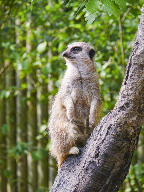 Meercat.