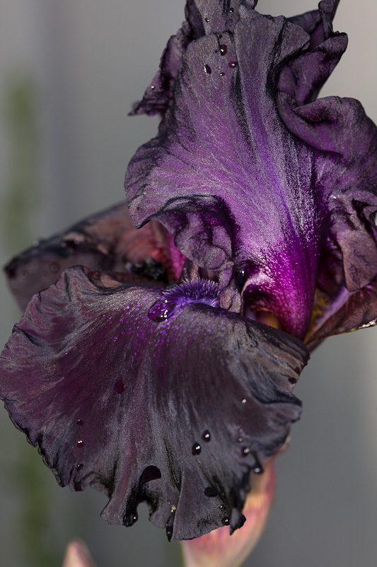 Superstition (Iris germanica)