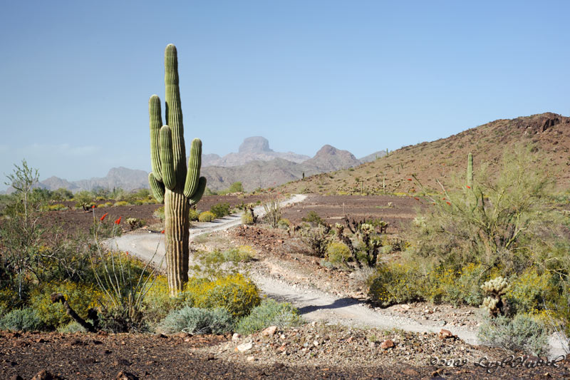 Saguaro View