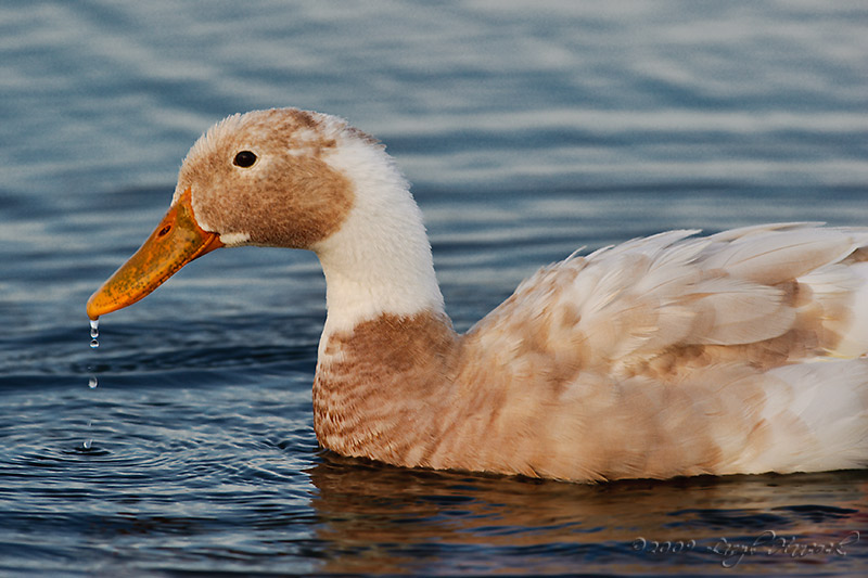 drippy duck