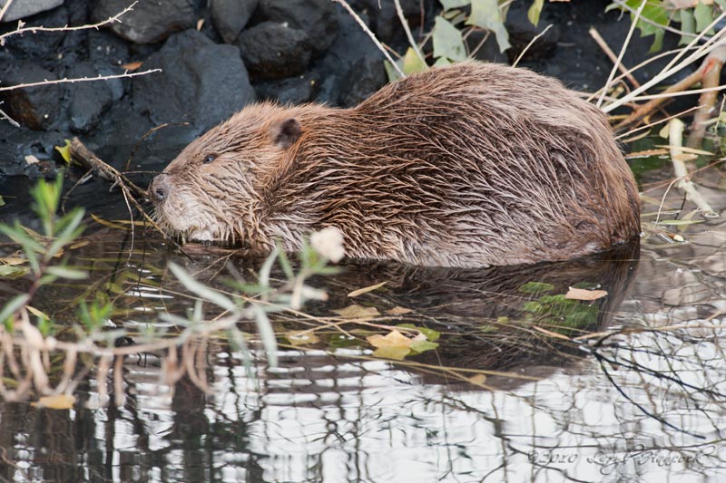 yep thats a beaver alright...